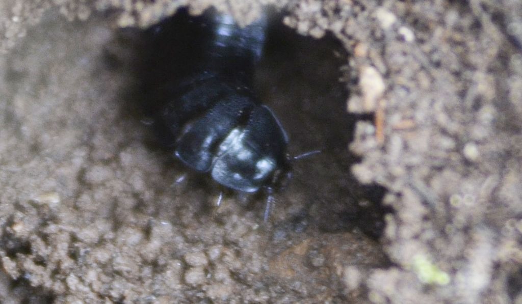 Larva di Carabus sp.